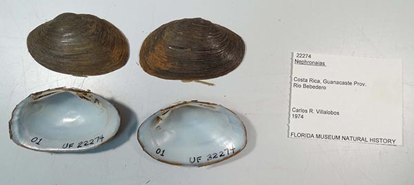 image of lot UF_22274