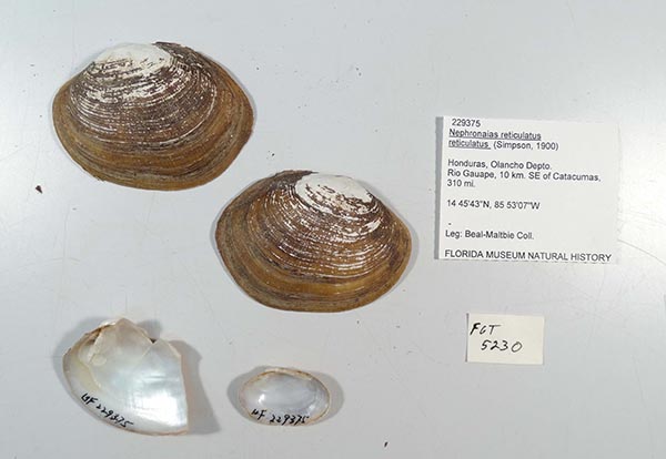 image of lot UF_229375