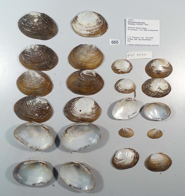 image of lot UF_229376