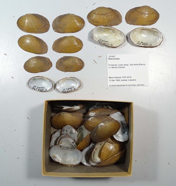 image of lot UF_241047