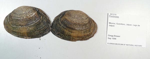 image of lot UF_267279