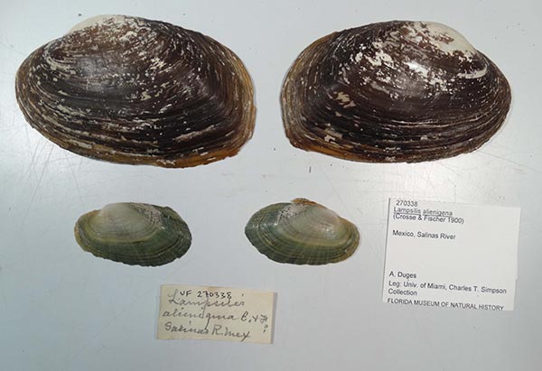 image of lot UF_270338