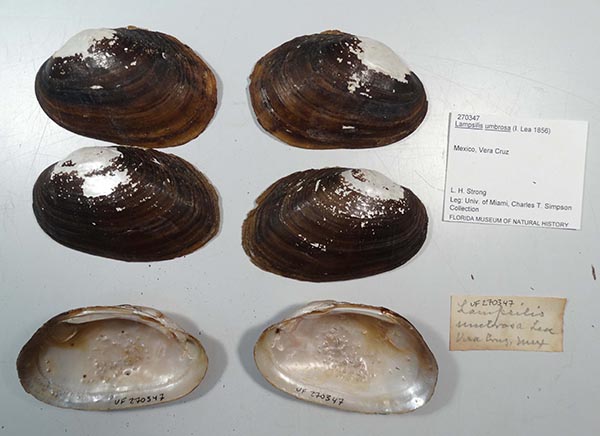 image of lot UF_270347