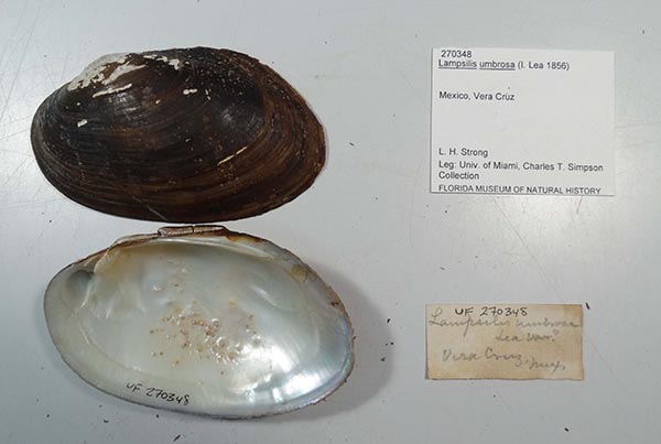 image of lot UF_270348