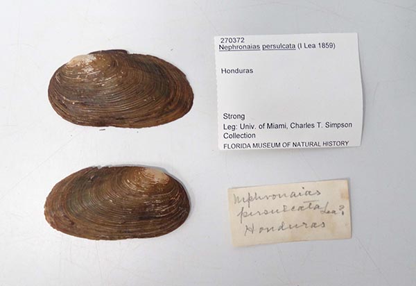 image of lot UF_270372