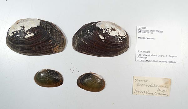 image of lot UF_270506