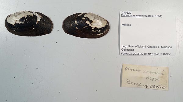 image of lot UF_270520