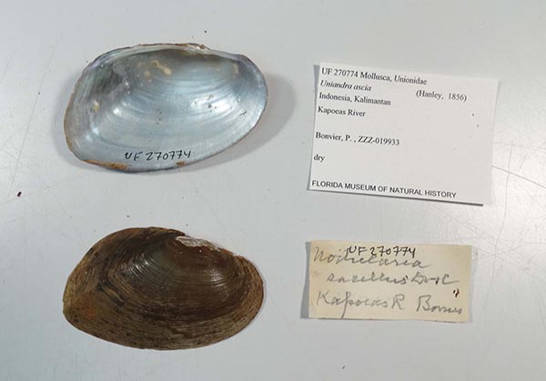 image of lot UF_270774