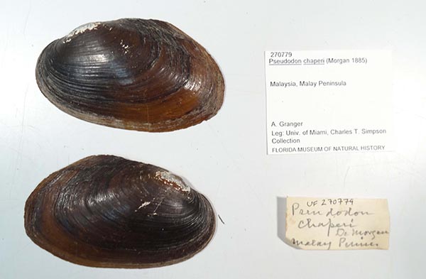 image of lot UF_270779