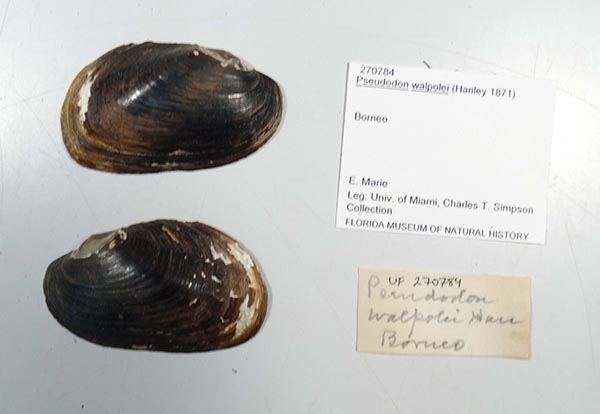 image of lot UF_270784