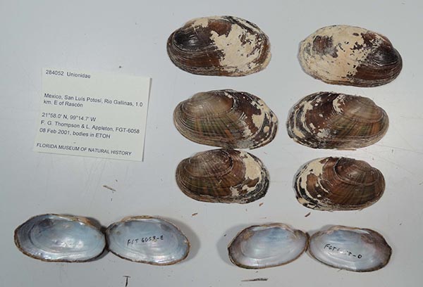 image of lot UF_284052 image of lot UF_284052