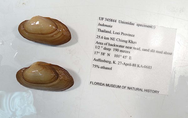 image of lot UF_345844