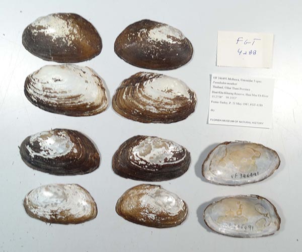 image of lot UF_346491