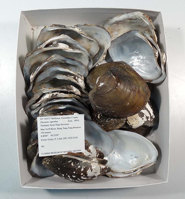 image of lot UF_346537