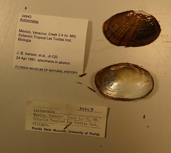 image of lot UF_34943