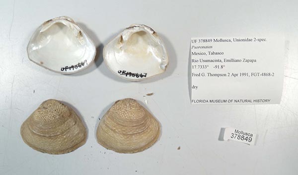 image of lot UF_378849