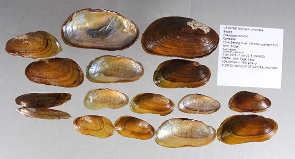 image of lot UF_507391