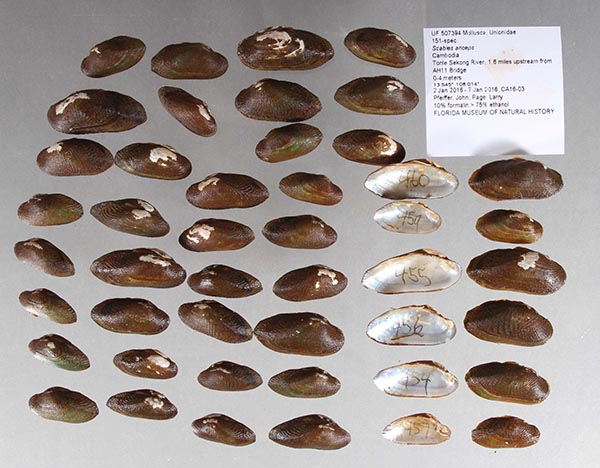 image of lot UF_507394