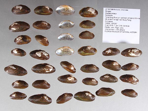 image of lot UF_507398