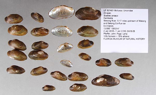 image of lot UF_507401