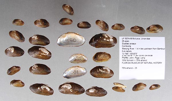 image of lot UF_507418