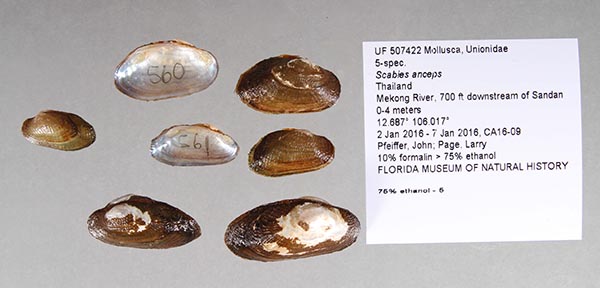 image of lot UF_507422