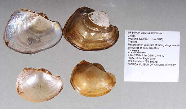 image of lot UF_507427