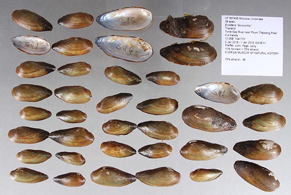 image of lot UF_507435