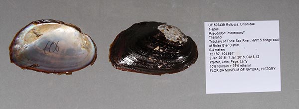 image of lot UF_507439