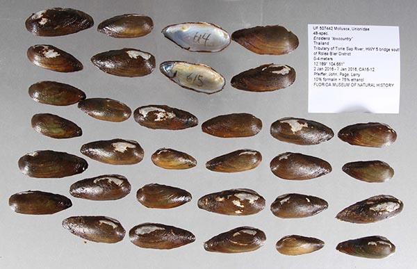 image of lot UF_507442