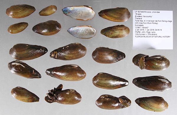 image of lot UF_507449