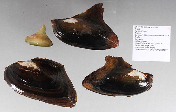 image of lot UF_507459