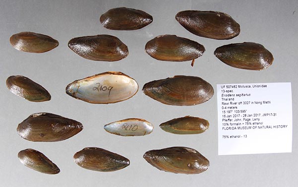 image of lot UF_507462