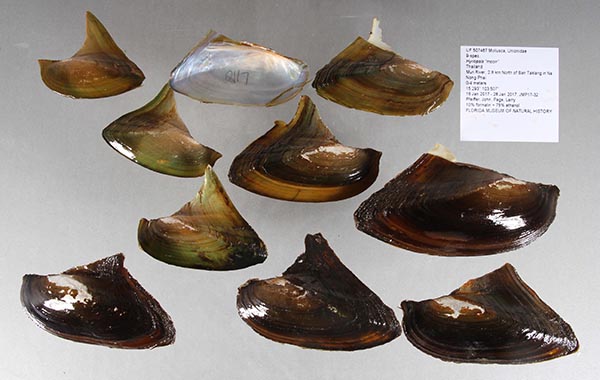 image of lot UF_507467