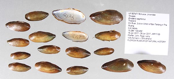 image of lot UF_507471