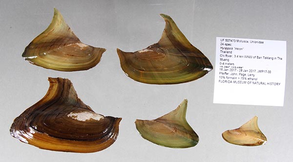 image of lot UF_507473