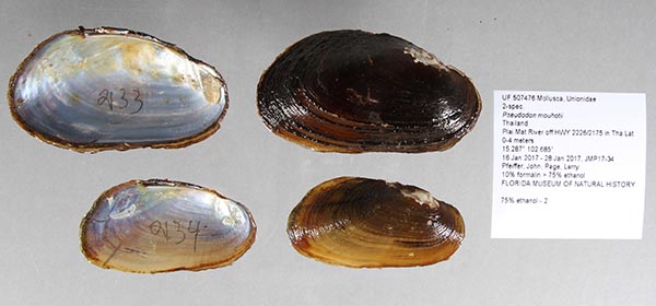 image of lot UF_507476