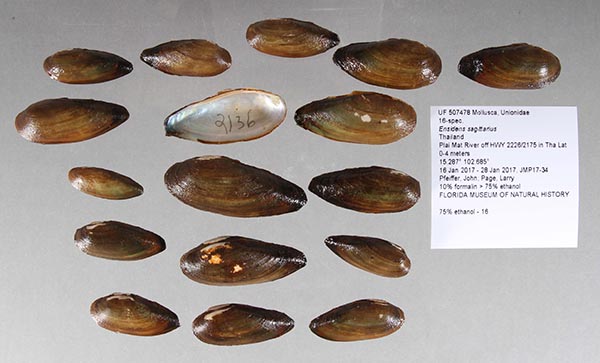 image of lot UF_507478