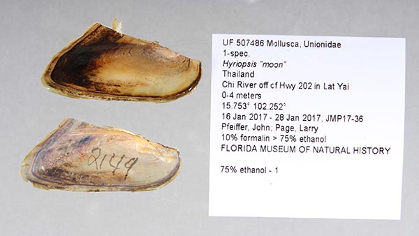 image of lot UF_507486