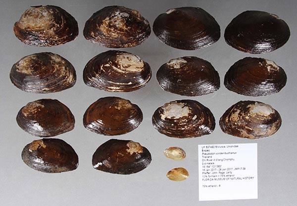 image of lot UF_507492