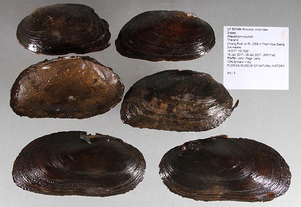 image of lot UF_507494