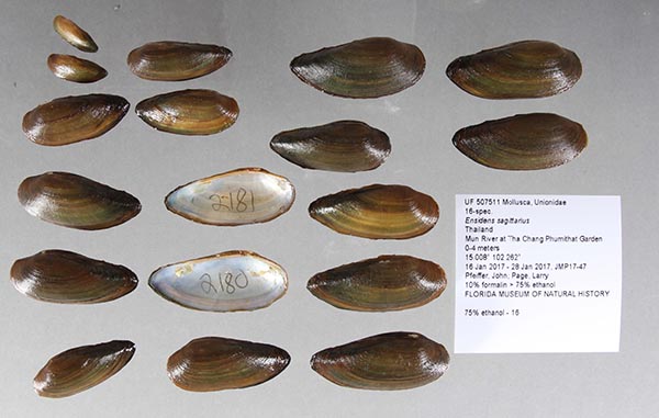 image of lot UF_507511