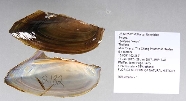 image of lot UF_507512