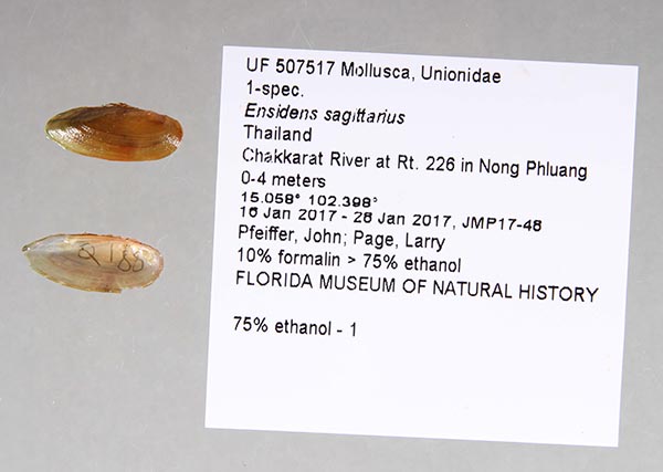 image of lot UF_507517