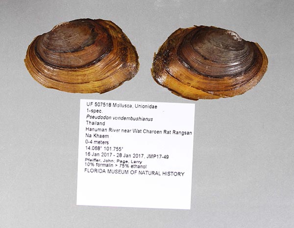 image of lot UF_507518