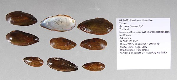 image of lot UF_507522