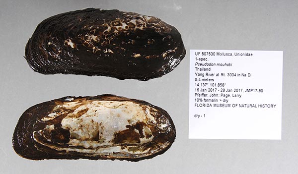 image of lot UF_507530