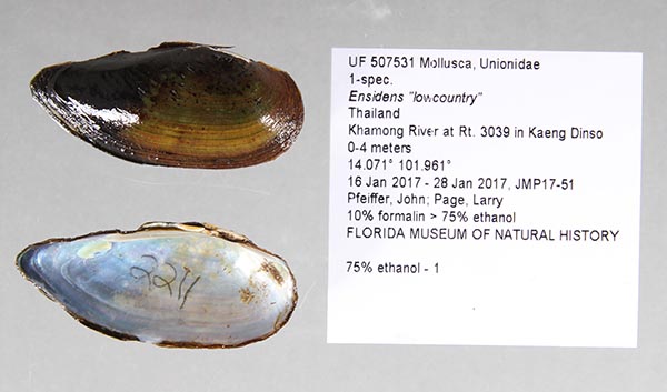 image of lot UF_507531