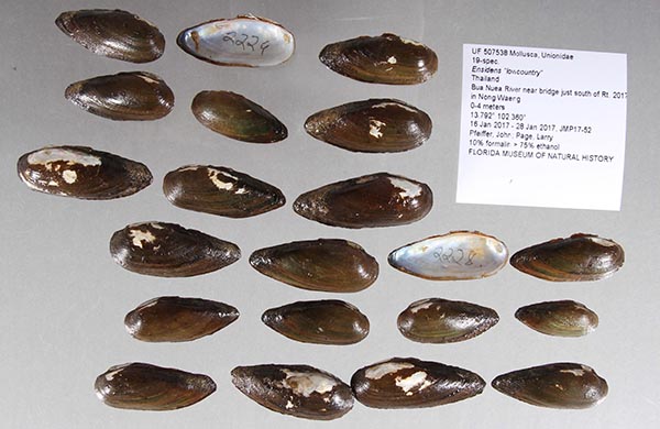 image of lot UF_507538