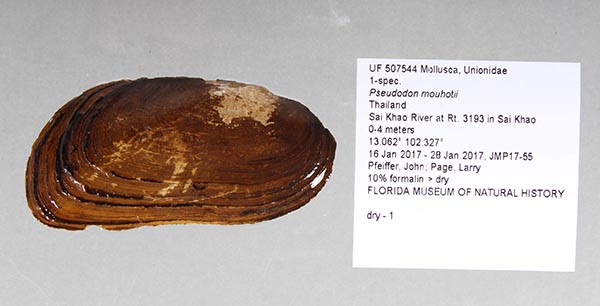 image of lot UF_507544